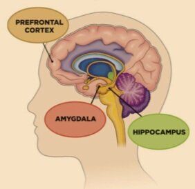 Hypocampus Brain, Hippocampus Brain, Counselling Tools, Nurse Teaching, Brain Models, Psychology Notes, Brain Images, Brain Memory, Limbic System