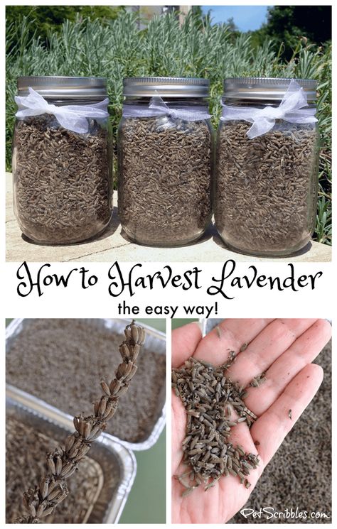 How to Harvest Lavender the easy way! Harvest Lavender, Lavender Crafts, Growing Lavender, Front Gardens, Lavender Garden, Magic Garden, Garden Harvest, Lavender Plant, Lavender Farm