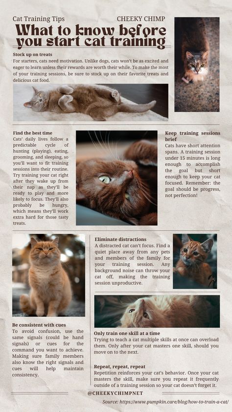 What to know before you start cat training Teaching Cats Tricks, How To Potty Train A Kitten, Cat Leash Training, Cat Care Aesthetic, Kitten Training Tips, Clicker Training Cat, How To Train A Kitten, Adventure Cat Training, Cat Tips And Tricks