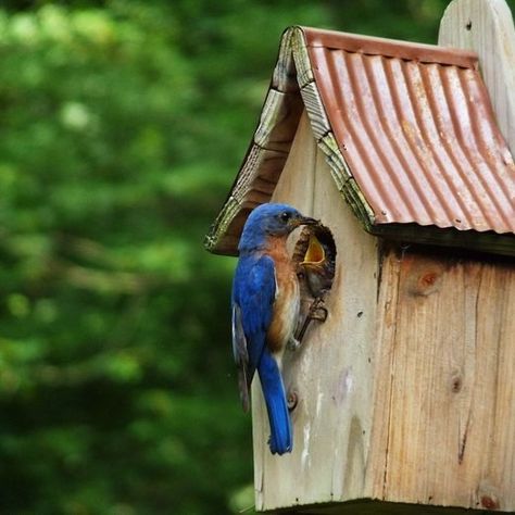 Bluebird Nest, Weird Birds, Bluebird House, Inside House, Small Fountains, Answer The Question, Kinds Of Birds, How To Attract Birds, Goldfinch