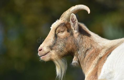 Goat Head Side View, Goat Head Reference, Goat Side Profile, Goat Side View, Goat Profile, Face Side View, Goat Photo, Cheese Boutique, Side View Of Face