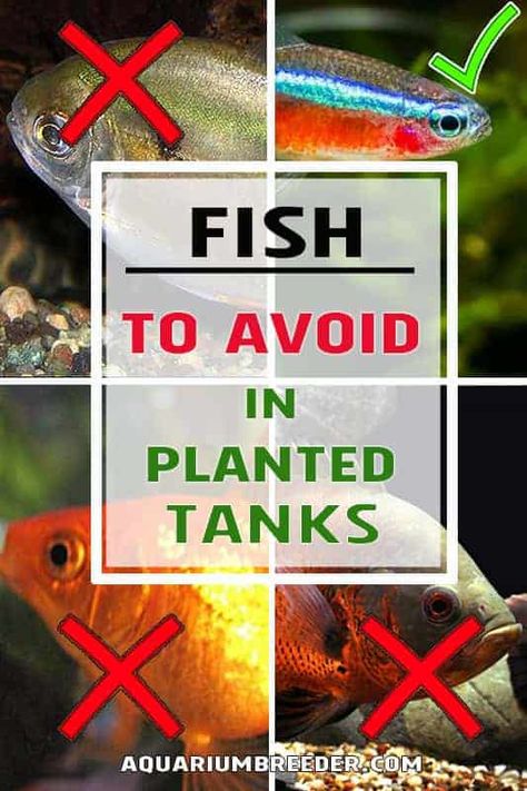 Fish For Planted Aquarium, Live Plants In Fish Tank, Aquarium Grass Plants, Small Goldfish Tank Ideas, Fish Tank Garden Aquaponics, 75 Gallon Freshwater Aquarium Ideas, Modern Fish Tank Decor, Plants In Aquarium Fish Tanks, Natural Freshwater Aquarium Ideas