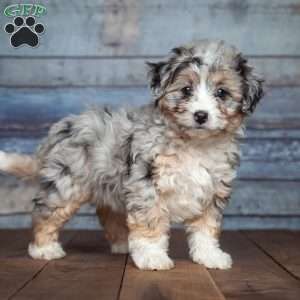 Miniature Aussiedoodle Puppy in Addison, MI Mini Ausidoodle Puppies, Aussiechon Dog, Aussiechon Puppy, Mini Aussiedoodle Puppy, Ausidoodle Puppies, Aussie Doodle Full Grown, Aussiepoo Puppies, Mini Aussiedoodle Full Grown, Miniature Aussiedoodle