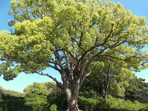 Windbreak Trees, Camphor Tree, Santa Barbara House, Yard Privacy, Cinnamomum Camphora, Landscaping Projects, Orchard Tree, Tree Santa, Root Structure