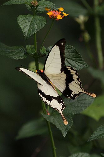 African Swallowtail | Flickr - Photo Sharing! African Swallow, Macro Fotografia, Papillon Butterfly, Moth Caterpillar, Flying Flowers, Swallowtail Butterfly, Butterflies Flying, Beautiful Bugs, Flying Insects