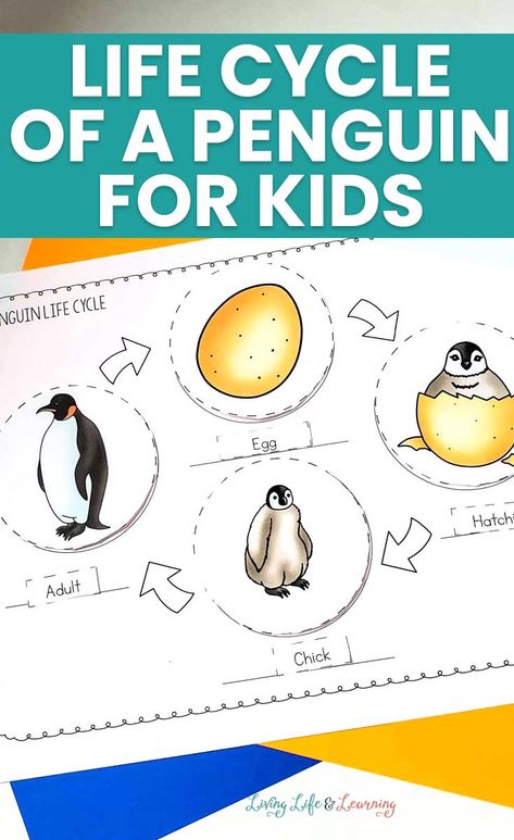 Penguin For Preschoolers, Penguin Science Preschool, All About Penguins Preschool, Penguin Facts For Kids, Penguin Unit Study, Penguins For Preschool, Penguin Stem Activities For Kids, Penguin Life Cycle Free, Penguin Kindergarten Activities