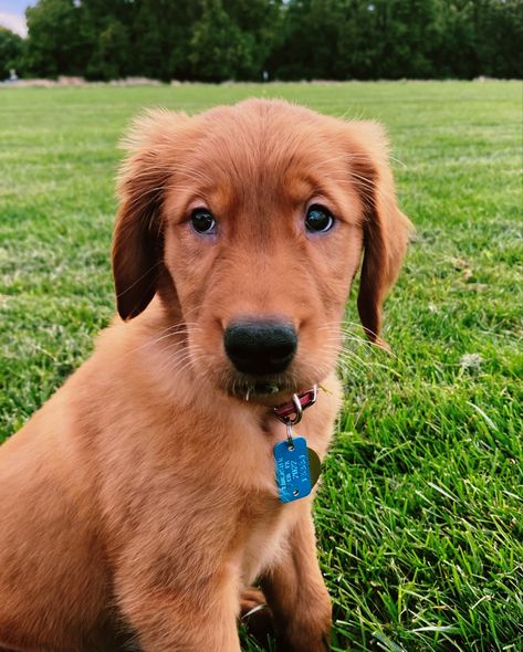 Red golden retriever puppy dog Red Retriever Puppy, Red Golden Retriever, Red Golden Retriever Puppy, Orange Cat Golden Retriever, Red Retriever, Golden Retriever Different Colors, Dark Red Golden Retriever Puppy, Orange Cat And Golden Retriever, Golden Retriever Dark Red