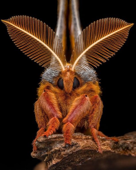 Nature, Polyphemus Moth, Macro Photography Insects, Cute Moth, Atlas Moth, Arachnids, Bugs And Insects, Color Studies, Holly Leaf