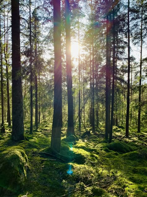 Sweden forest Swedish Forest Aesthetic, Sweden Forest, Swedish Forest, Forest Aesthetic, Norwegian Forest, Blue Forest, Dream Aesthetic, Book Inspiration, Dream Board