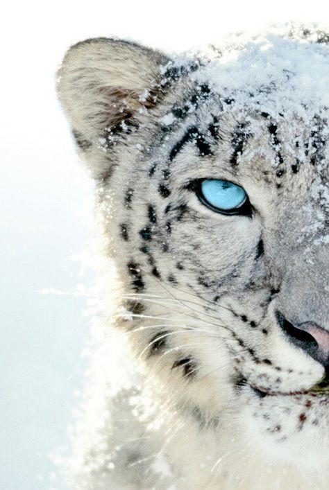 Leopardo de las nieves, que divino, gracias Dios por tus maravilla tu eres Grande Regard Animal, White Tigers, Majestic Animals, Cheetahs, Snow Leopard, Leopards, Animal Planet, Animal Photo, Exotic Pets