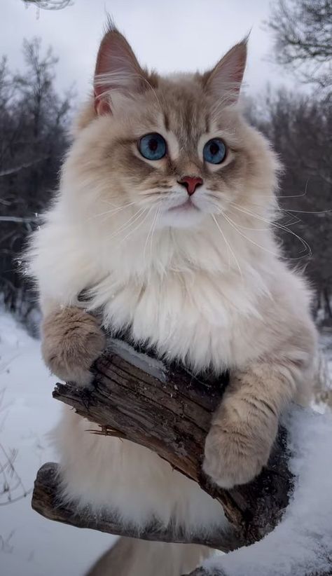 Foto Top, Ragdoll Cats, Gorgeous Cats, Forest Cat, Cute Cats Photos, Norwegian Forest Cat, Fluffy Cat, Ragdoll Cat, Cute Cats And Dogs