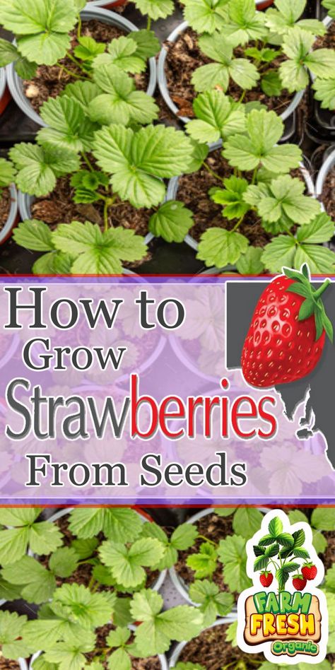 how to grow strawberries from seeds Strawberry From Seed, Strawberries In Raised Beds, Strawberry Seeds Grow, Grow Strawberries Indoors, Best Way To Grow Strawberries, Strawberries In A Pot, Grow Strawberries In Containers, Growing Strawberries Indoors, Strawberry Seedlings