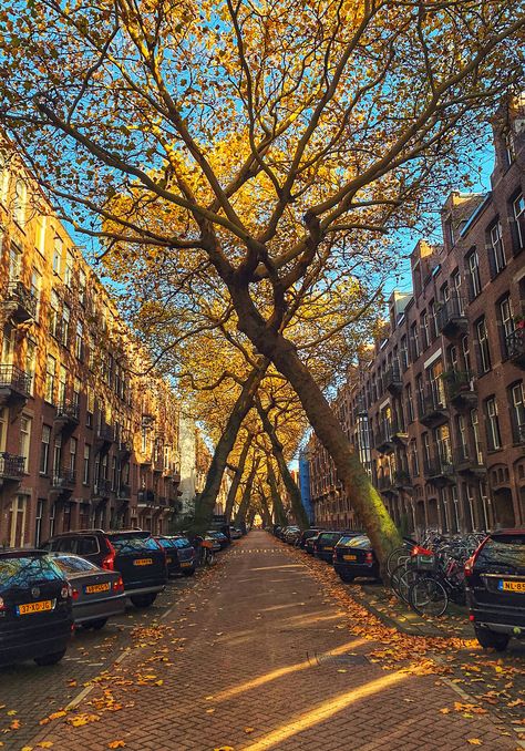 Amsterdam In Autumn, Netherlands In Autumn, Amsterdam Autumn Aesthetic, Amsterdam In October, Amsterdam In Fall, Autumn In Amsterdam, Fall In Amsterdam, Amsterdam October, Amsterdam Autumn