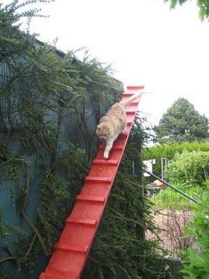 15 Beautifully Designed Cat Ladders & Stairs Around The World Cat Ladders, Cat Ramp, Cat Playground Outdoor, Katt Grejer, Cat Ladder, Chat Diy, Cat Stairs, Cat Fence, Outdoor Cat Enclosure