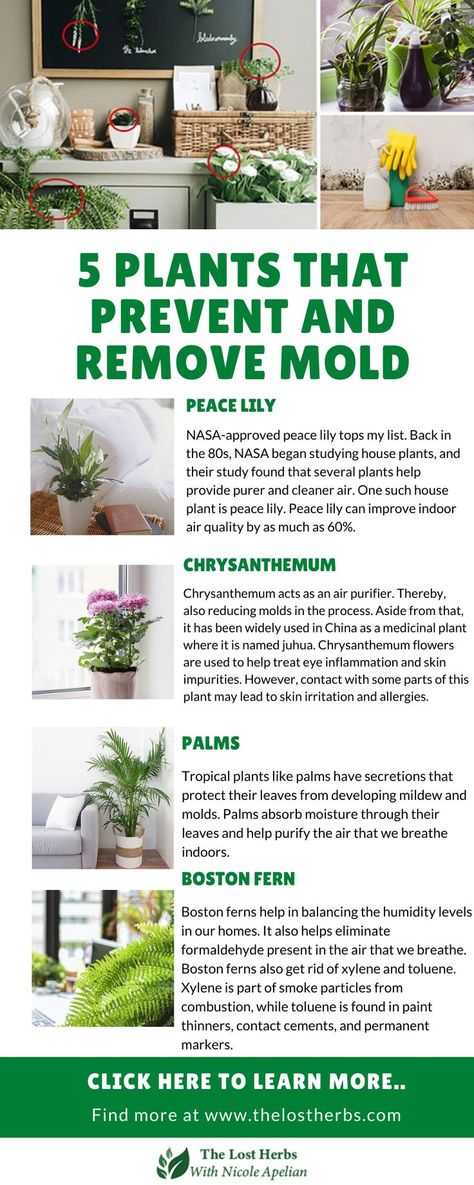 Living in a house with molds isn’t only disgusting, but it is also a danger to our health. Molds pose a great risk specifically for people with asthma and allergies. The problem with molds is that they can grow anywhere as long as there is moisture. That doesn’t mean you have to live with it though. One of the best life hacks in dealing with molds is to add indoor plants. #mold #removemold #preventmold #indoorplants #plants #houseplants #naturalremedies #moldnomore #thelostbookofherbalremedies Indoor Plants Ideas Decor, Hanging Plant Indoor, Indoor Plant Ideas, Decorating With Plants, Remove Mold, Air Purifying House Plants, Household Plants, Plant Care Houseplant, Plants Home