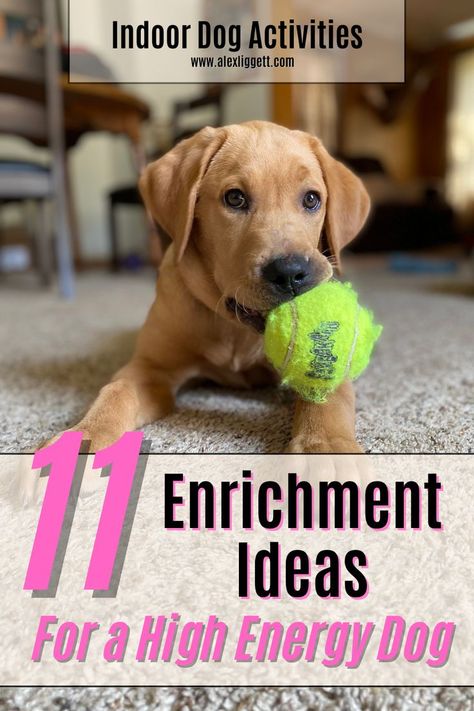 high energy dog activities | high energy dog tips | high energy dog breeds | high energy dog enrichment | high energy dog indoor activities | indoor dog activities exercise | indoor dog activities rainy day Indoor Dog Exercise Ideas, Indoor Puppy Games, Inside Dog Activities, Mental Activities For Dogs, High Energy Dogs Tips, Indoor Enrichment For Dogs, Entertain Dogs Indoors, Enrichment For Puppies, Dog Enrichment Ideas Indoor