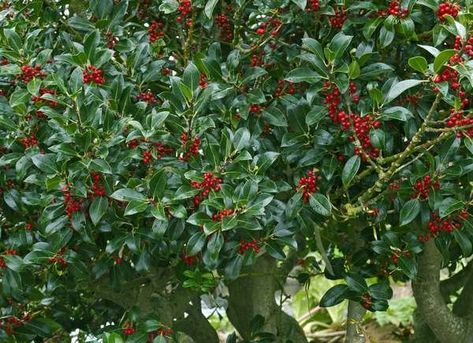 Holly Bush Needlepoint Holly, Holly Shrub, Holly Plant, Fuchsia Plant, Red Twig Dogwood, Holly Bush, Box Wood Shrub, Twig Dogwood, Screen Plants