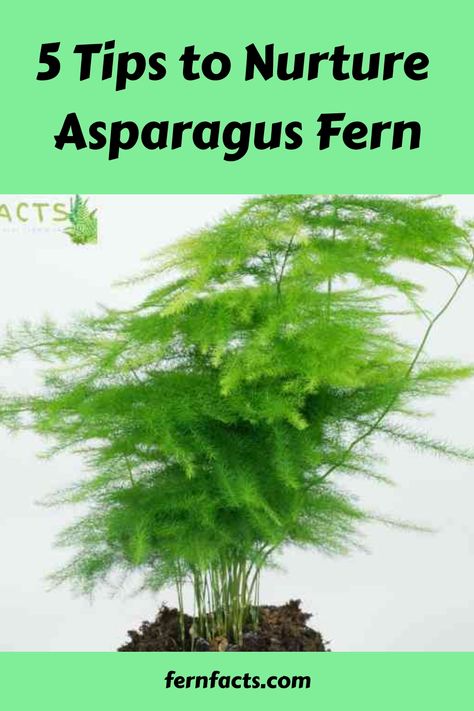 5 Tips to Nurture Asparagus Fern Asparagus Fern Care, Fern Care, Indoor Ferns, Foxtail Fern, Growing Asparagus, Ferns Care, Ferns Garden, Soil Texture, Asparagus Fern