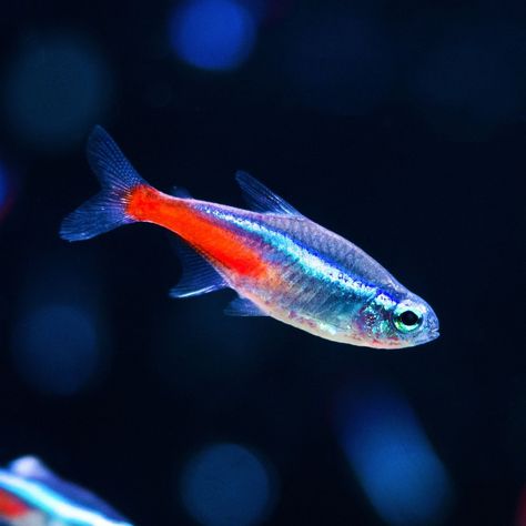 🐟 Neon Tetra - ✨ Iridescent Beauty: Neon Tetras are small, tropical fish that are easily recognized by their iridescent blue and red stripes, which run along their bodies, making them a striking addition to any aquarium. - 🌿 Peaceful Nature: These peaceful fish are native to the clearwater and blackwater streams of the Amazon Basin in South America, where they inhabit densely vegetated areas. - 👥 Schooling Species: They are a schooling species, meaning they thrive in groups of six or more, wh... Saltwater Tank, Small Tropical Fish, 20 Gallon Aquarium, Tetra Fish, Neon Tetra, Community Tanks, Guppy Fish, Peaceful Nature, Iridescent Blue