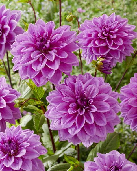 Dahlia Lilac Time | Dahlia Tubers | DutchGrown™ Juliette Tattoo, Lavender Dahlia, Chewy Dahlia, Great Silence Dahlia, Dinner Plate Dahlia, Dahlia Lavender Perfection, Light Pink Dahlia, Summer Flowering Bulbs, Purple Dahlia