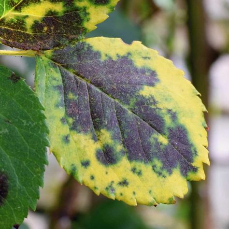 10 Common Plant Diseases (and How to Treat Them) | The Family Handyman Black Spot On Roses, Starting Seeds Indoors, Gladioli, Plant Nutrients, Aromatic Plant, Powdery Mildew, Plant Diseases, Food Combining, Hybrid Tea Roses