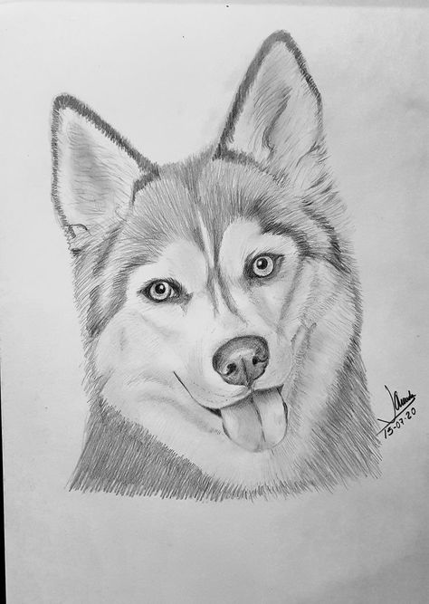 Animal Sketches Easy, Dog Pencil Drawing, Realistic Animal Drawings, Pencil Sketches Easy, Pencil Drawing Images, Pencil Drawings Of Animals, Drawings Of Animals, Animal Drawings Sketches, Pencil Sketch Images