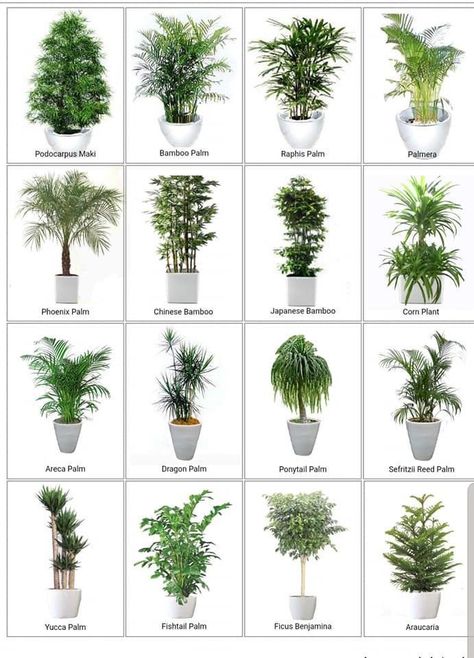 Air Cleaning Plants, Indoor Plant Wall, Tropical Garden Design, Front Garden Landscape, Entrance Modern, Hanging Plants Indoor, Small Hallway, Hallway Ideas Entrance, Ideas Ikea