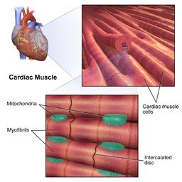 Cardiac muscle cells by BruceBlaus [CC BY-SA 4.0 (https://creativecommons.org/licenses/by-sa/4.0)] Cardiac Muscle Cell, Cardiac Muscle, Types Of Muscles, Cardiac Disease, Human Body Parts, Sweat Gland, Skeletal Muscle, Ldl Cholesterol, Cardiovascular System