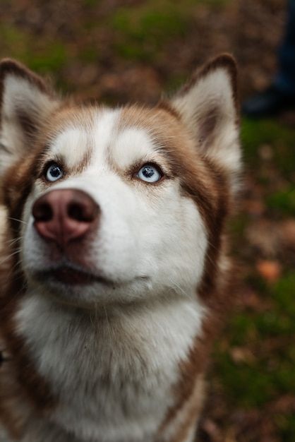 Brown And White Husky, Husky Brown, Brown Husky, Surprised Dog, Animal Noses, Basenji Dogs, White Husky, Puppy Sitting, Painting References