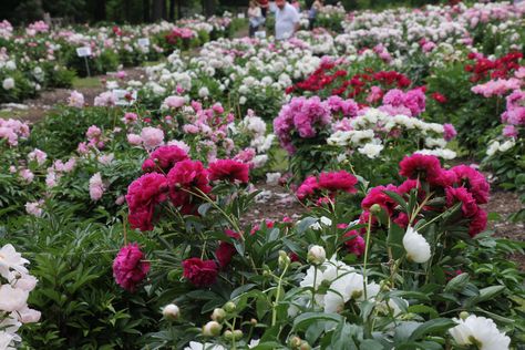 Peonies Garden, University Of Michigan, Ann Arbor, The Peak, Arbor, This Morning, Peonies, Landscaping, Michigan