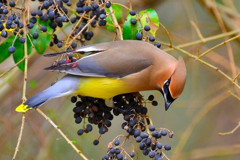 Birdhouse Projects, Cedar Waxwing, Berry Plants, Bird House Kits, Bird Aviary, Bird Houses Diy, Shot Photo, How To Attract Birds, How To Attract Hummingbirds