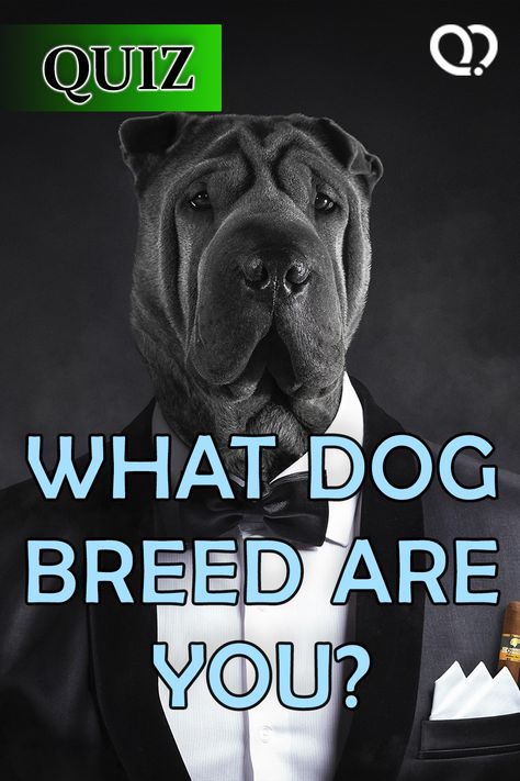 Which dog breed fits your personality? The #dogbreedquiz will find out! Dog Quizzes, Dog Breed Quiz, Dog Quiz, Aggressive Dog Breeds, Color Personality Test, Batman Dog, Intj Personality, What Kind Of Dog, Dog Suit