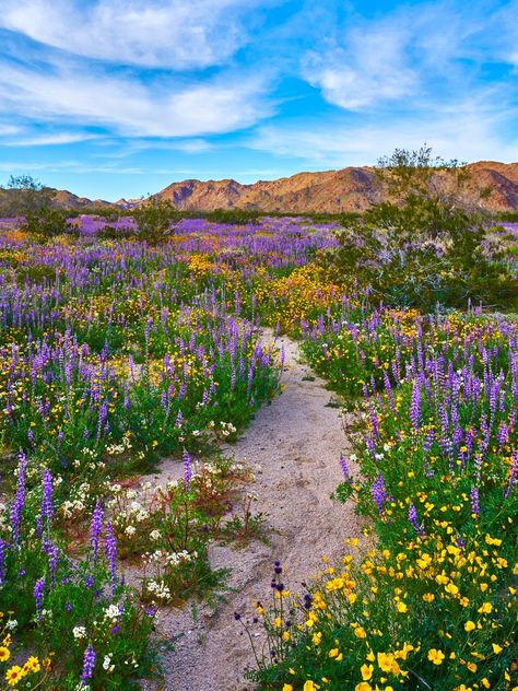 7 Best National Parks to Visit During Wildflower Season | Condé Nast Traveler Ink Photography, Indian Paintbrush, Sun Flowers, Digital Ink, Mount Rainier National Park, Sequoia National Park, Smoky Mountain National Park, Joshua Tree National Park, Nature Trail