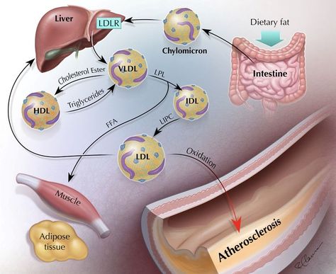 Animation Website, Science Artwork, Lipid Metabolism, Biology Anatomy, Vascular Surgery, Sign Language Alphabet, Human Anatomy And Physiology, Reconstructive Surgery, Cell Biology