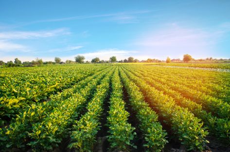 Farming Photo, Agriculture Landscape, Agriculture Pictures, Lahan Pertanian, Agriculture Photography, Agriculture Photos, Farm Images, Farm Preschool, Agricultural Land