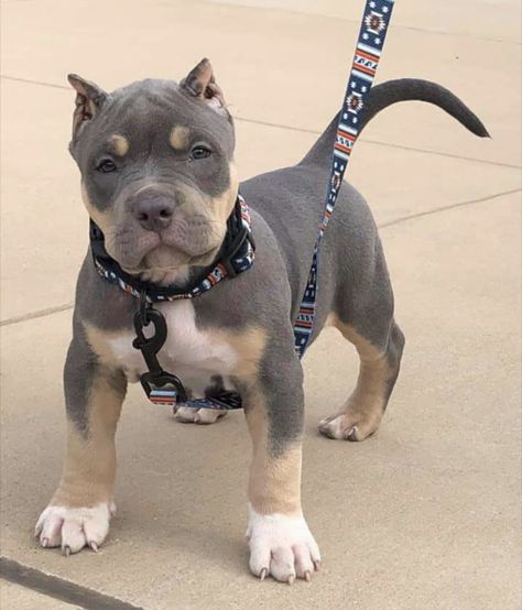 American Bully Puppy, Cute Pitbull Puppies, American Bully Dog, Bully Puppy, Pitbull Dog Puppy, Pitbull Dog Breed, Bully Breeds Dogs, Scary Dogs, Dog Family