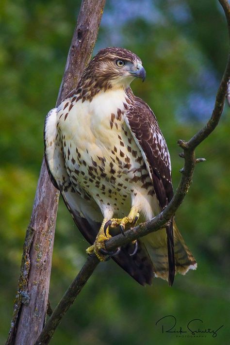 Hawk Photos, Regard Animal, Aigle Royal, Raptors Bird, Bird Images, World Birds, Red Tailed Hawk, Big Bird, Bird Pictures