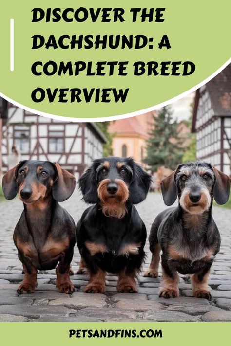 Uncover all there is to know about the lively and lovable Dachshund with this detailed guide. From their unique physical attributes to their spirited personality traits, this comprehensive breed overview is a must-read for anyone considering adding a Dachshund to their family. Explore fascinating facts about these adorable dogs and gain valuable insights into their care and characteristics. Dachshund Personality, Dachshund Facts, Pets Stuff, Dapple Dachshund Puppy, Dachshund Dogs, Cat Nutrition, Fish Breeding, Pet Guinea Pigs, Doxie Dogs