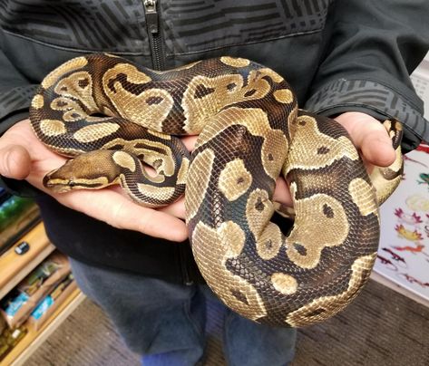 Pet Peeves List, Snakes Pet, Snake Pets, Ball Python Pet, Ball Python Snake, Ball Python Care, Baby Ball Python, Snake Pet, Snake Terrarium