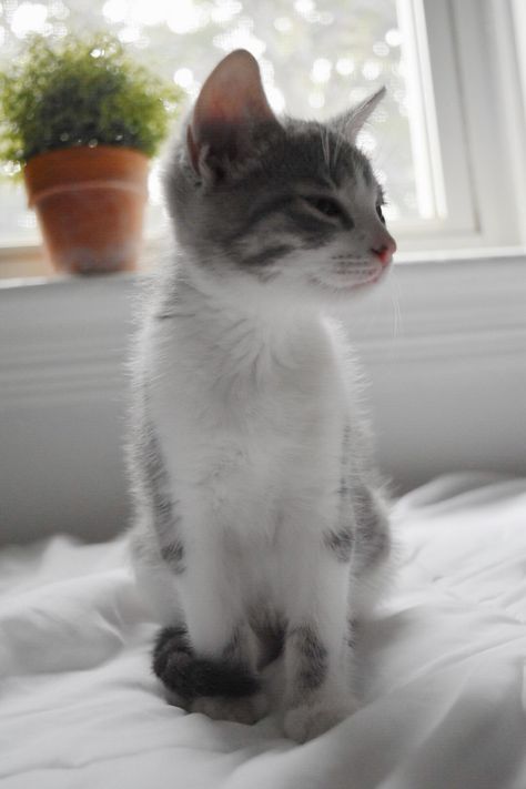 cute grey white tabby kitten @paiqehart White Cat With Black Stripes, Grey And White Kitten Aesthetic, White And Tabby Cat, Black And White Tabby Cat, White Cat With Grey Spots, White And Grey Tabby Cat, Grey And White Cat Aesthetic, Grey And White Cats, Gray And White Kitten