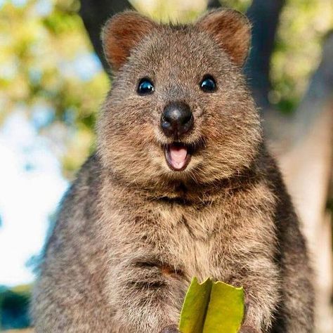 Quokka (Setonix brachyurus) / Quokka / Image by cruzysuzy (Suzana Paravac) from instagram Cute Animal Pfp, Quokka Animal, Cute Quokka, Happiest Animal, Funny Animal Pics, Animal Pfp, Cute Animal Character, Worlds Cutest Animals, Animal Aesthetic