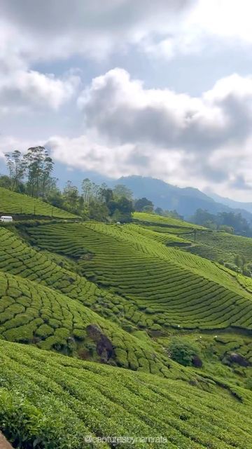 Namrata Shroff on Instagram: "Tea gardens of Munnar. Endless rows and rows of manicured tea bushes. Simply beautiful 🍃" Tea Garden Photography, Tea Gardens, Tea Estate, Couple Picture, Kerala Tourism, Aerial Images, Western Ghats, Munnar, Couple Picture Poses