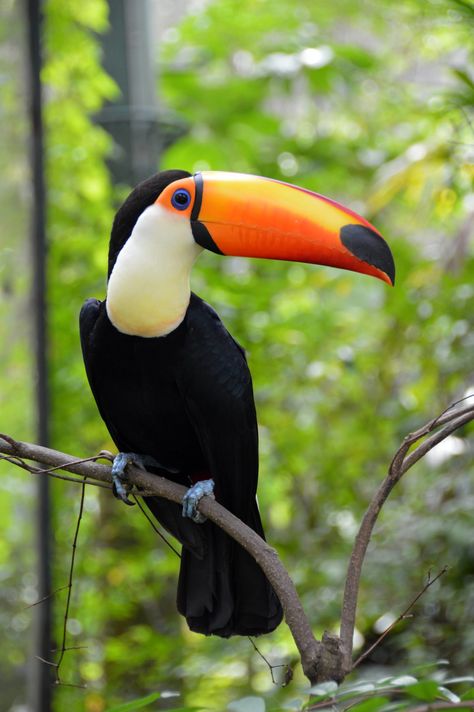 Toco Toucan, Butterfly Park, Toucan Art, Rainforest Animals, Tropical Animals, Bird Pictures, Tropical Birds, Exotic Birds, Pretty Birds