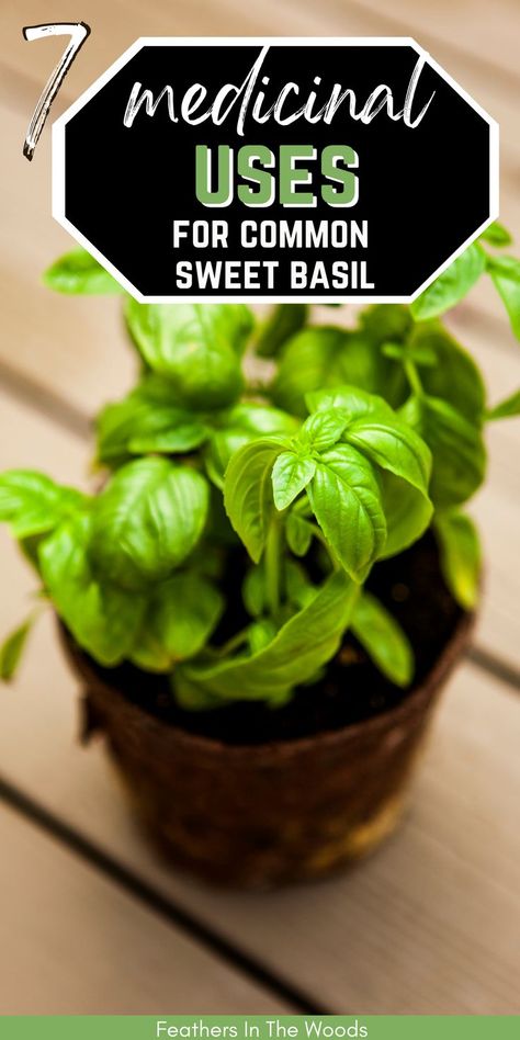 basil plant, grown for health purposes Basil Uses, Ways To Use Basil, Uses For Basil, Medical Garden, Benefits Of Basil, Basil Health Benefits, Tinctures Recipes, Herbal Medicine Recipes, Medicinal Herbs Garden