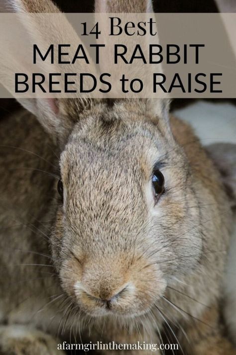 Pinterest pin image for choosing a meat rabbit breed. What To Feed Rabbits, Meat Rabbits Breeds, Silver Fox Rabbit, Rabbit Cages Outdoor, Raising Meat Chickens, Raising Rabbits For Meat, Layer Feed, New Zealand Rabbits, Small Farming