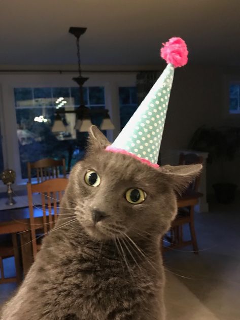 It was Jaspers birthday last week I think he liked his party hat. Party Hat Aesthetic, Birthday Hat Aesthetic, Cat With Birthday Hat, Teenage Scrapbook, Cat With Party Hat, Cat Party Hat, Birthday Animals, Bill The Cat, Cats Pictures