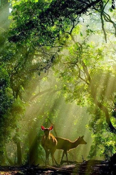 Mule Deer, Alam Yang Indah, Enchanted Forest, In The Woods, Amazing Nature, 그림 그리기, Beautiful Creatures, Nature Beauty, Animal Kingdom