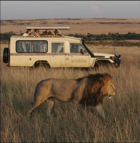 Our big lion Simba, walked back with us to the house................. Kenya Travel, Kenya Safari, Damir Doma, Africa Do Sul, Safari Adventure, Africa Safari, Out Of Africa, African Safari, Travel List