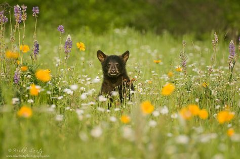 Black Bear Cub crossing a field of flowers Black Bear Cub, Fuzzy Wuzzy, A Field Of Flowers, Bear Tattoo, Field Of Flowers, Bear Cub, Bear Cubs, Forest Friends, Gods Creation