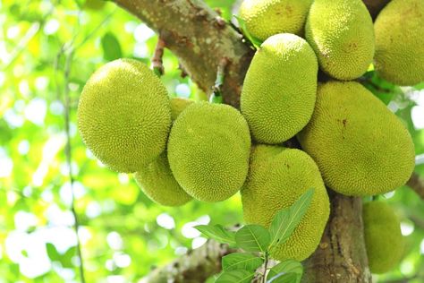 5 Reasons That Raw Jackfruit Is A Superfood Jackfruit Jam, Benefits Of Jackfruit, Raw Jackfruit, Jackfruit Tree, Jack Fruit, Western Ghats, Indian Sweets, Rich In Protein, Brittle Hair